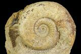 Jurassic Ammonite (Stephanoceras) Fossil - England #171245-1